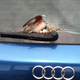 Illustration for article titled Dove Lays Eggs On Guys Car, Hes Totally Sweet About It